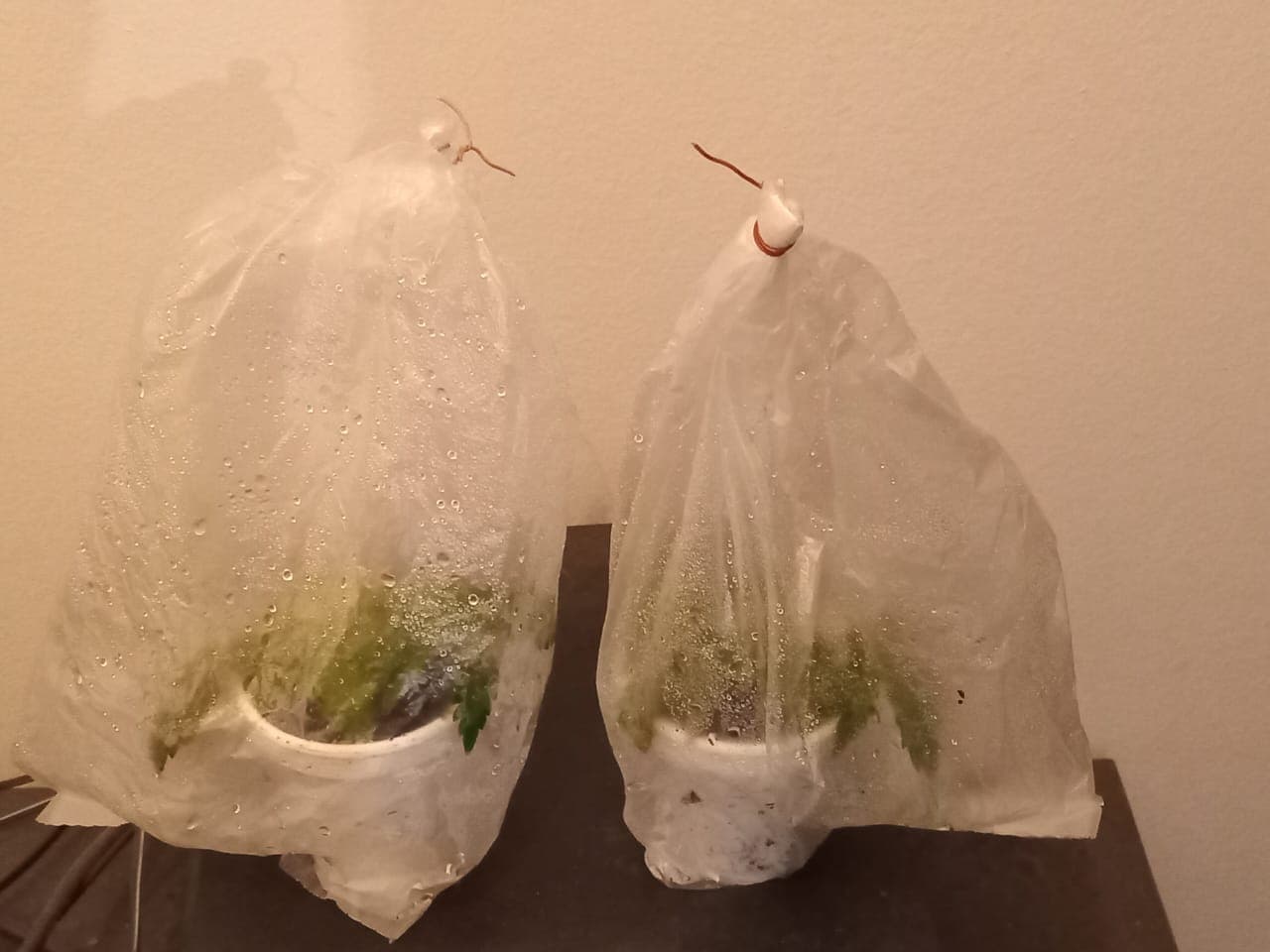 Esquejes en bolsa